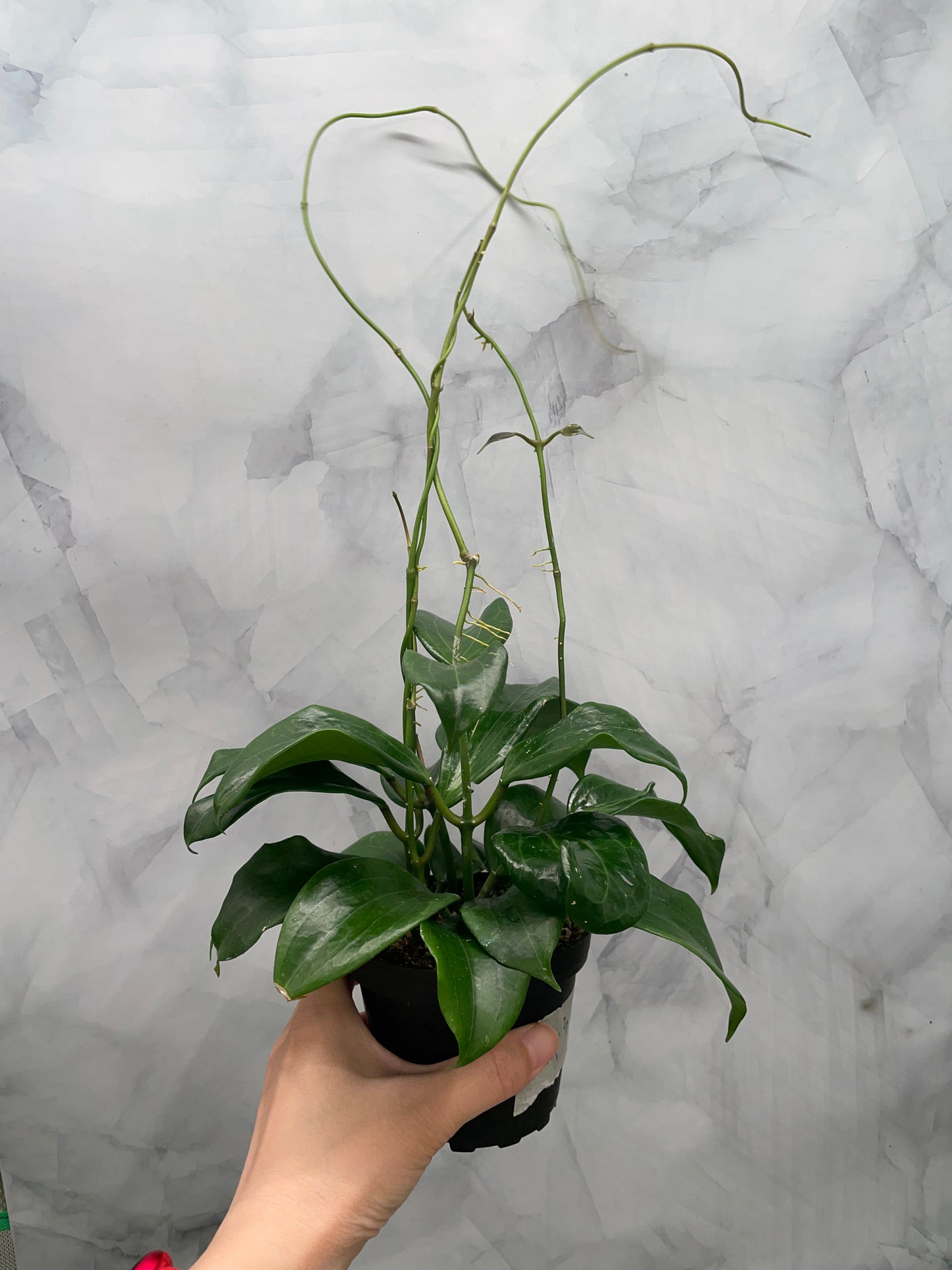 Hoya quinquenervia – Super Bushy in 4” Pot, #3