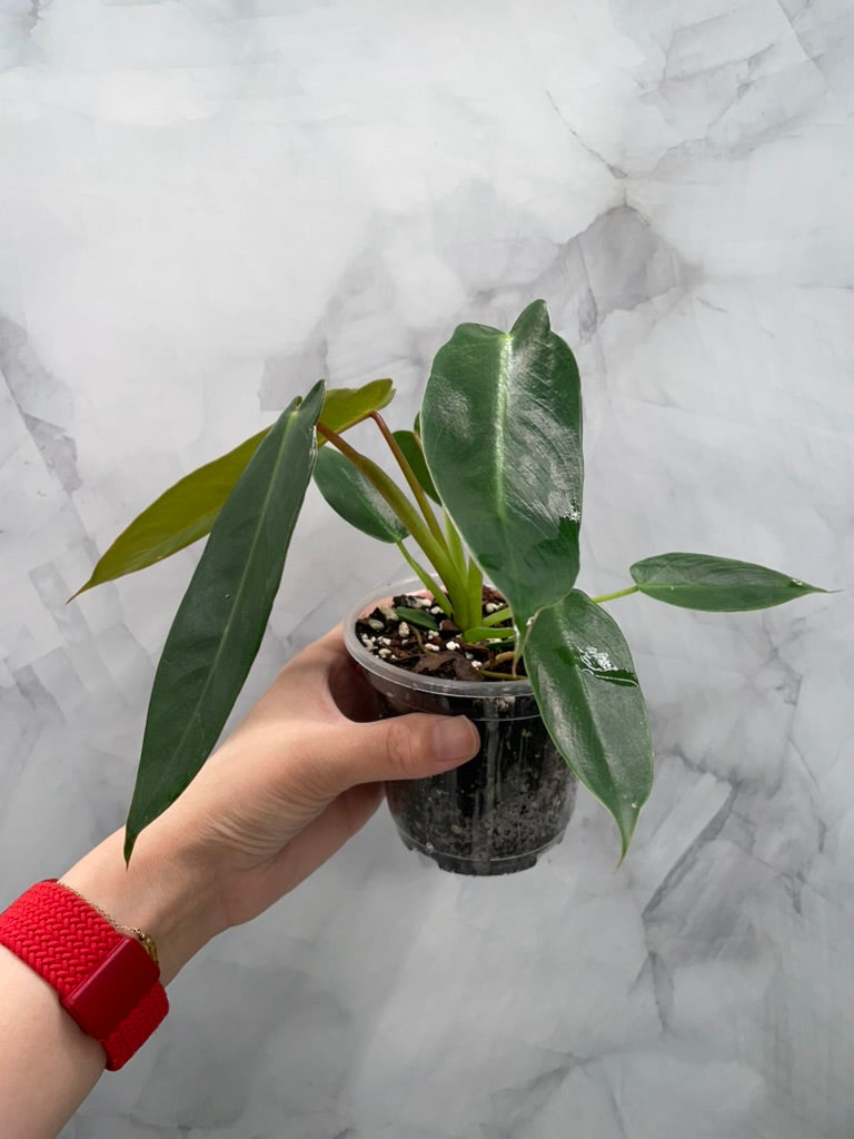 Philodendron Spiritus Sancti in 4" Pot