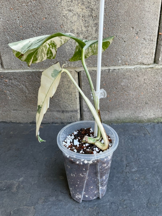 Monstera Albo 2 Leaves Top HIGH Var Plant
