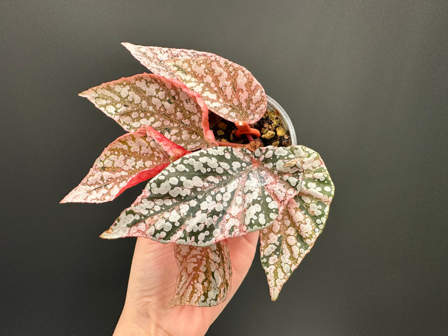Begonia Snow Capped Variegated Rooted Plant