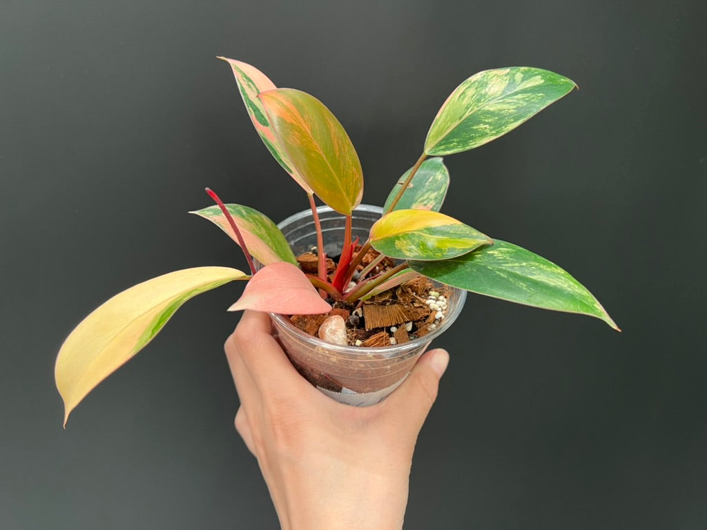 Philodendron Red Congo Variegated
