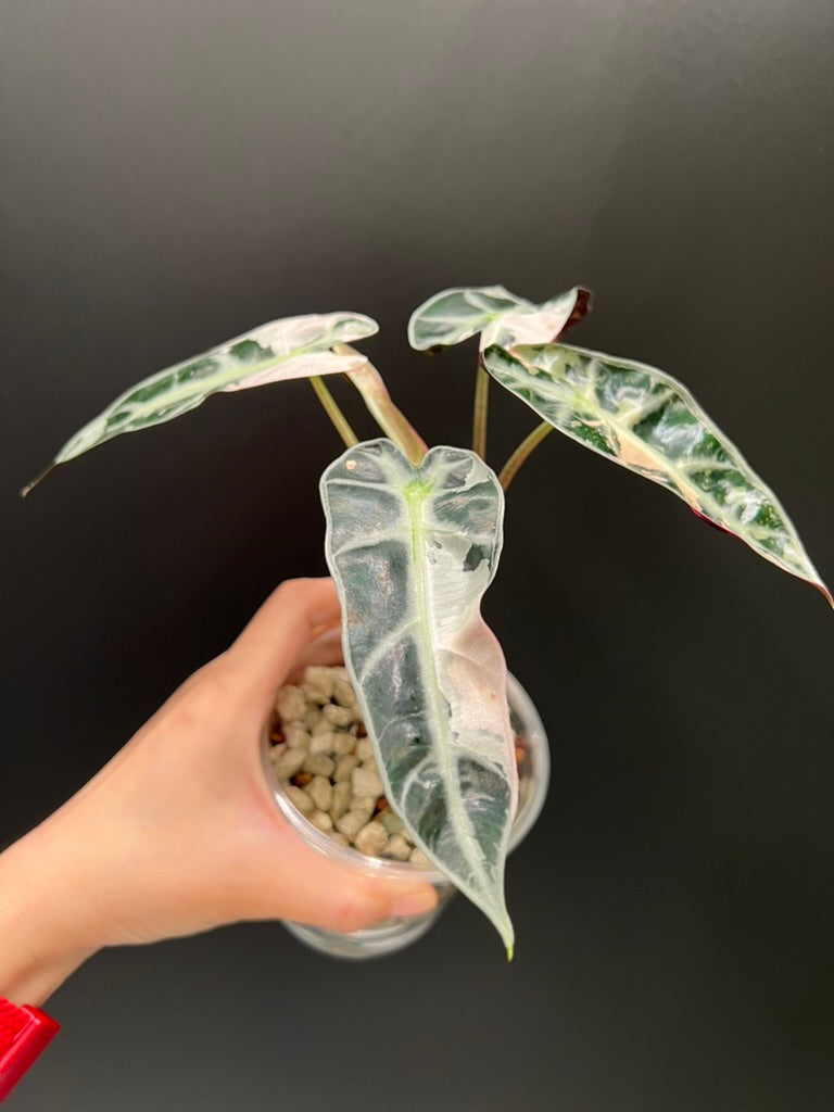 Alocasia Bambino Pink
