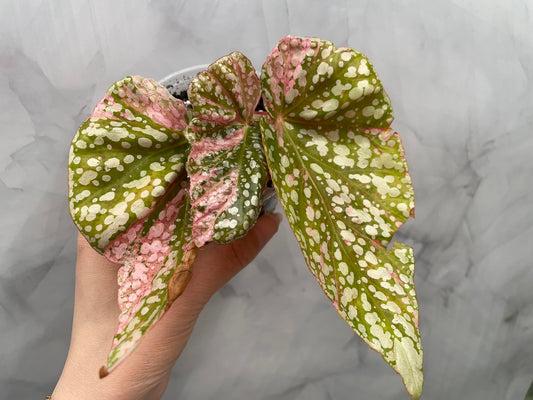 Begonia Snow Capped Variegated Well Rooted Plant #1
