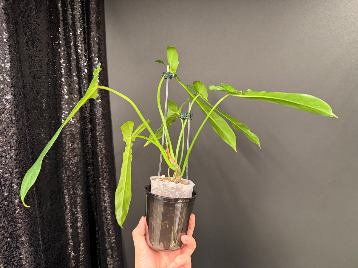 Philodendron Belle Isle