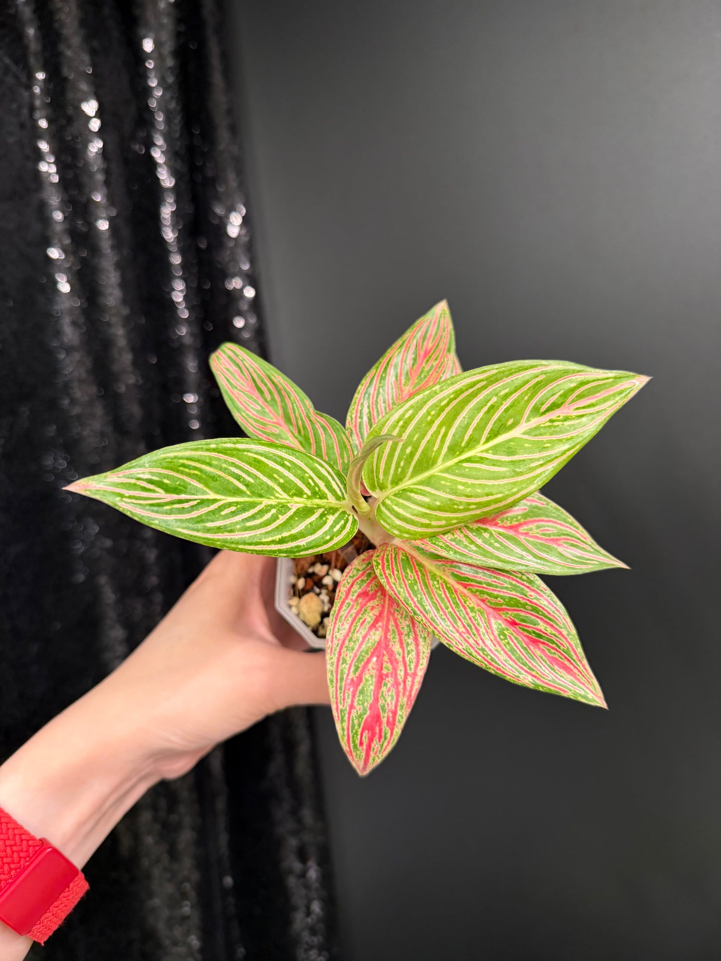 Aglaonema Golden Hope, Small