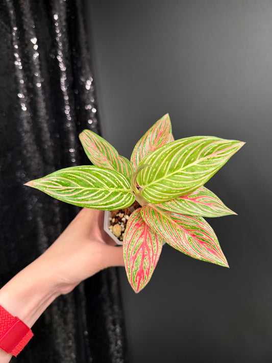 Aglaonema Golden Hope, Small