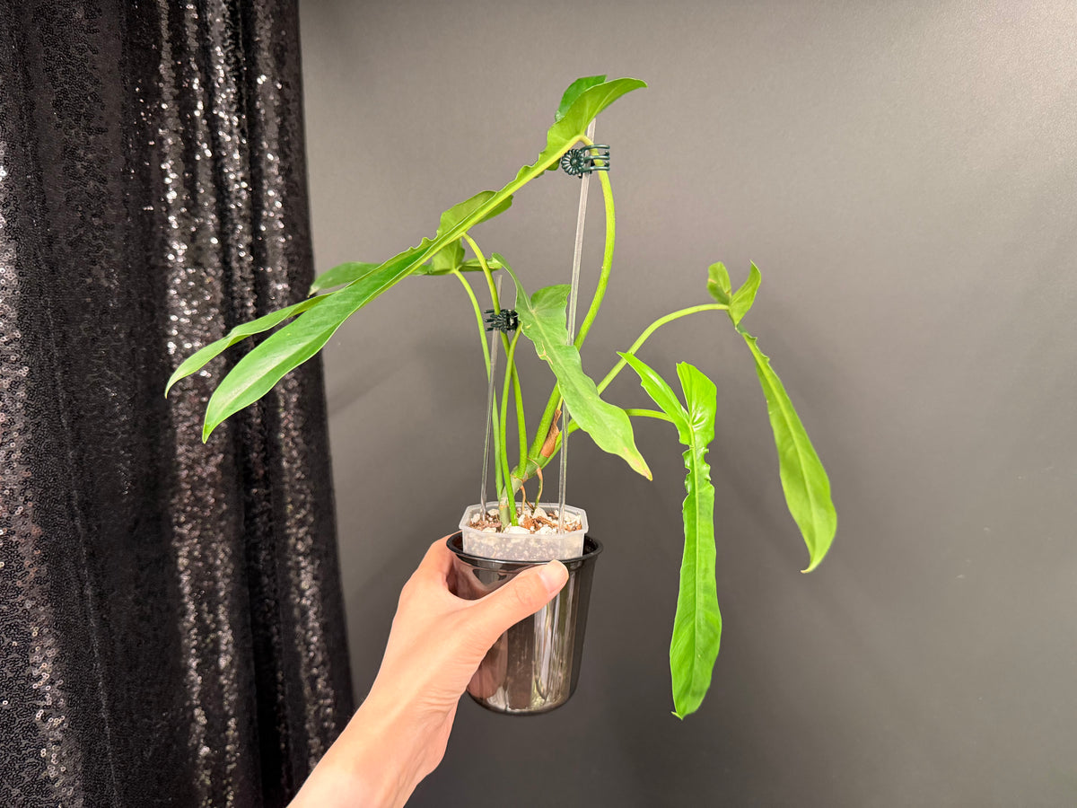 Philodendron Belle Isle