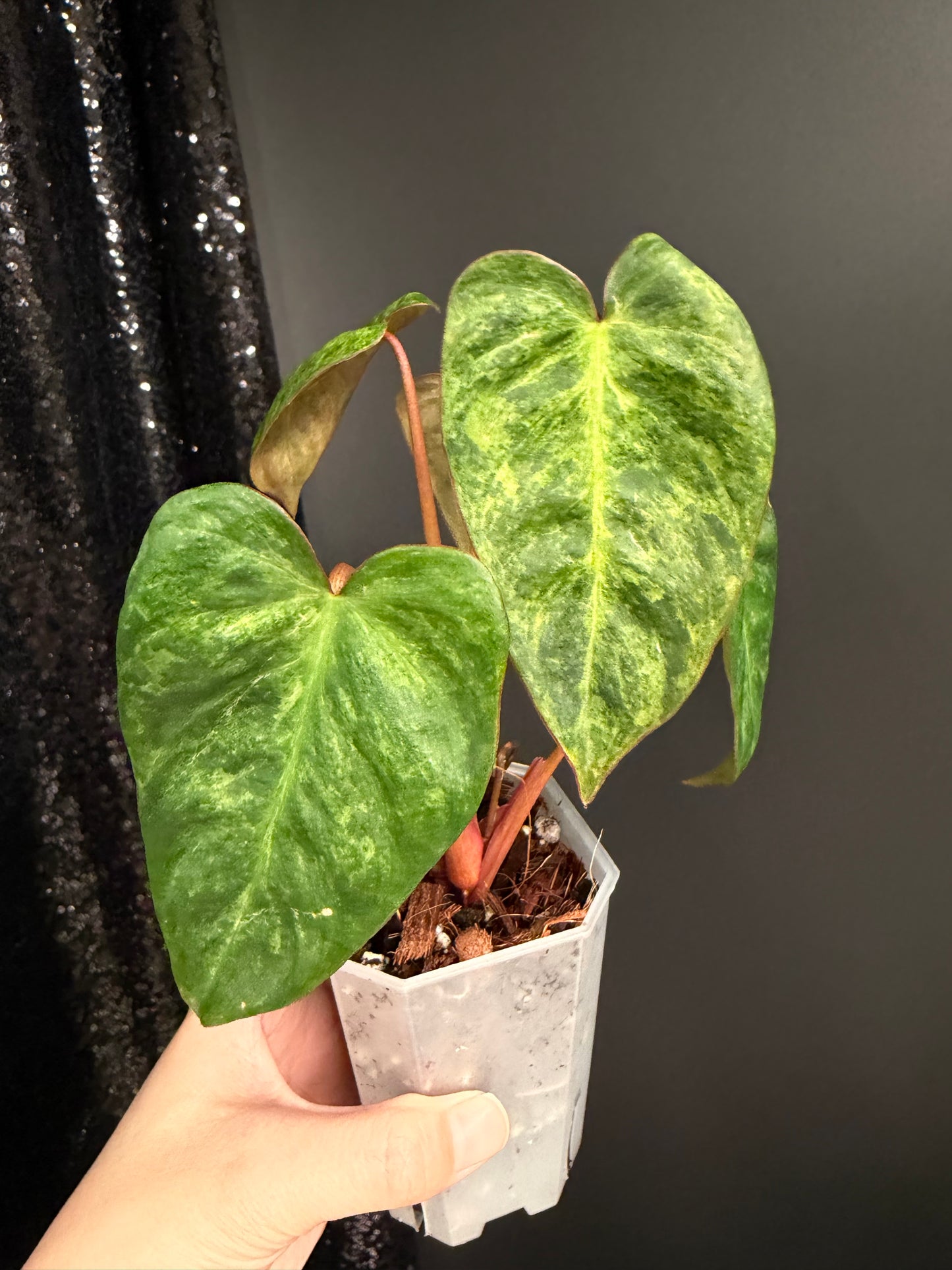 Philodendron El Choco x Billietiae Hybrid