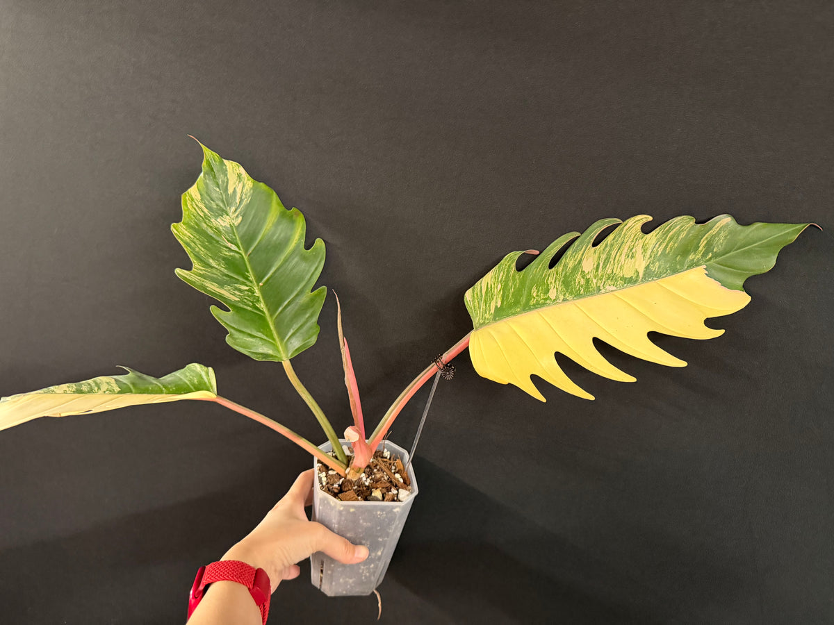 Philodendron Caramel Marble