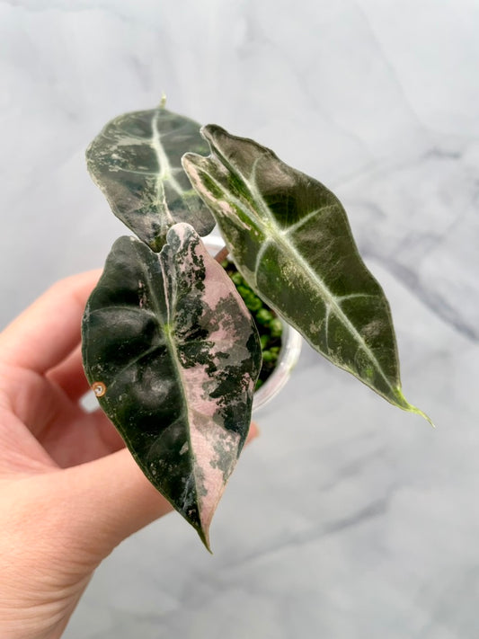 Alocasia Polly Pink Variegated | Stunning Pink Leaves, Well Established