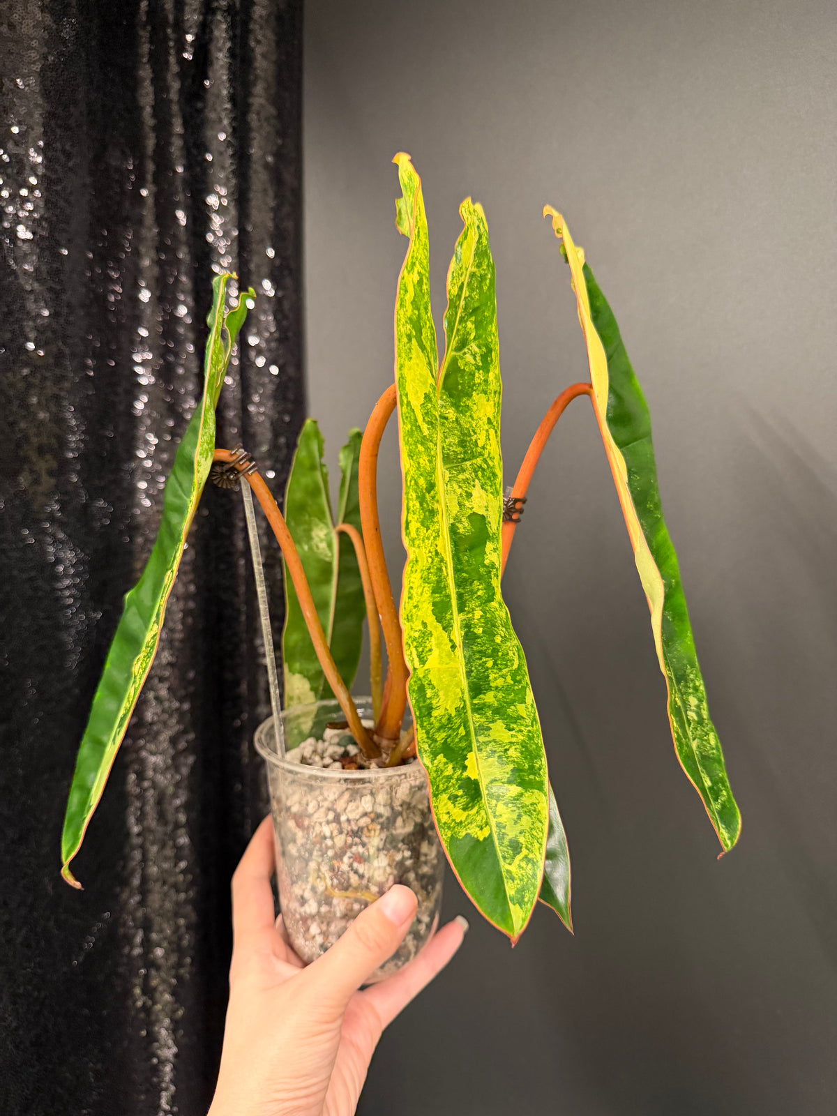 Philodendron Billie Variegated