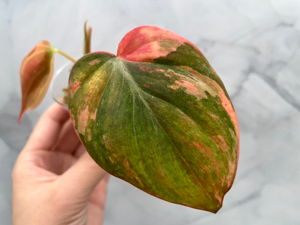 Variegated Aurea/Pink Philodendron Micans Rooted Cutting with New Growth