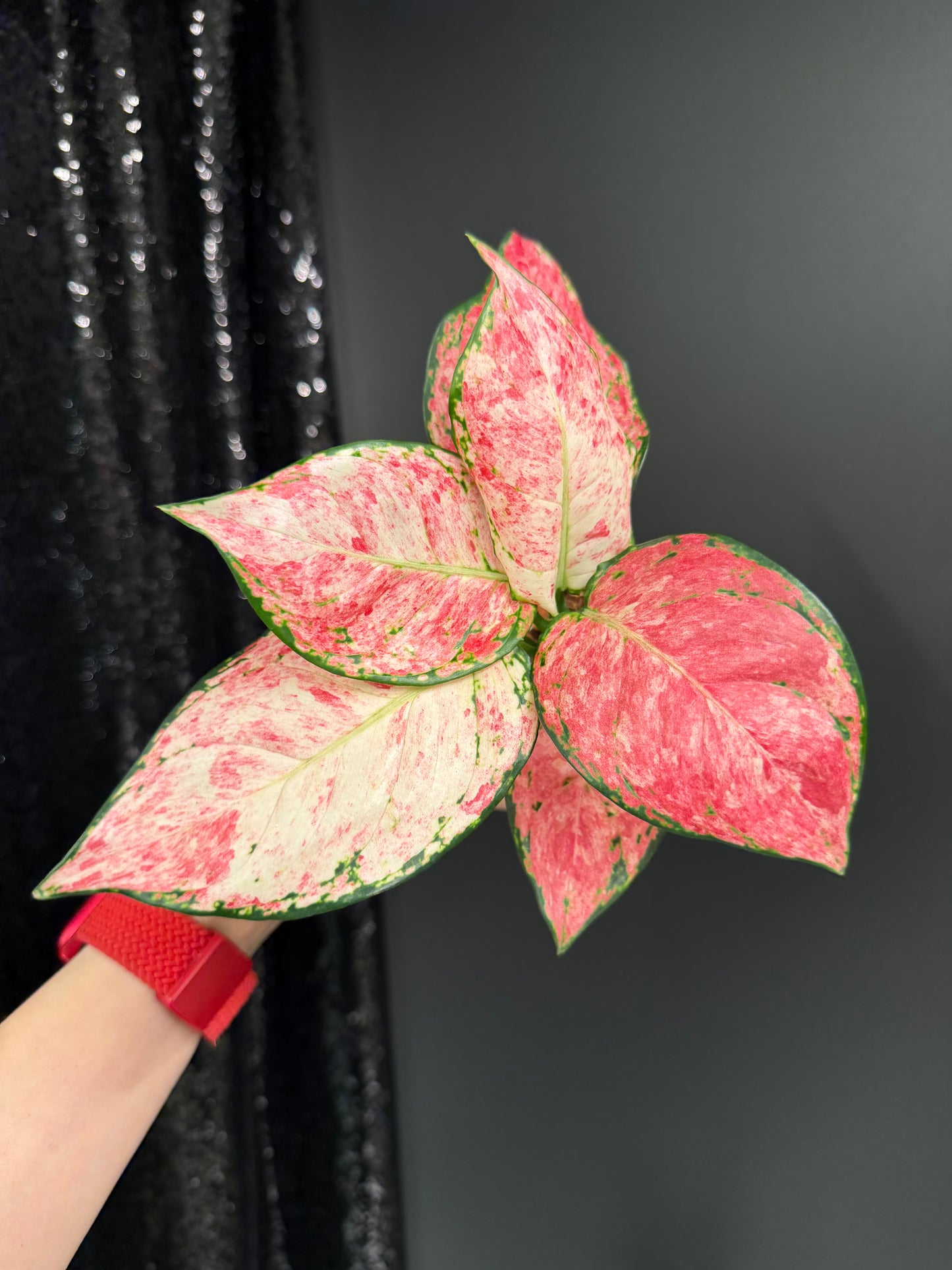 Aglaonema Zolina, super rare