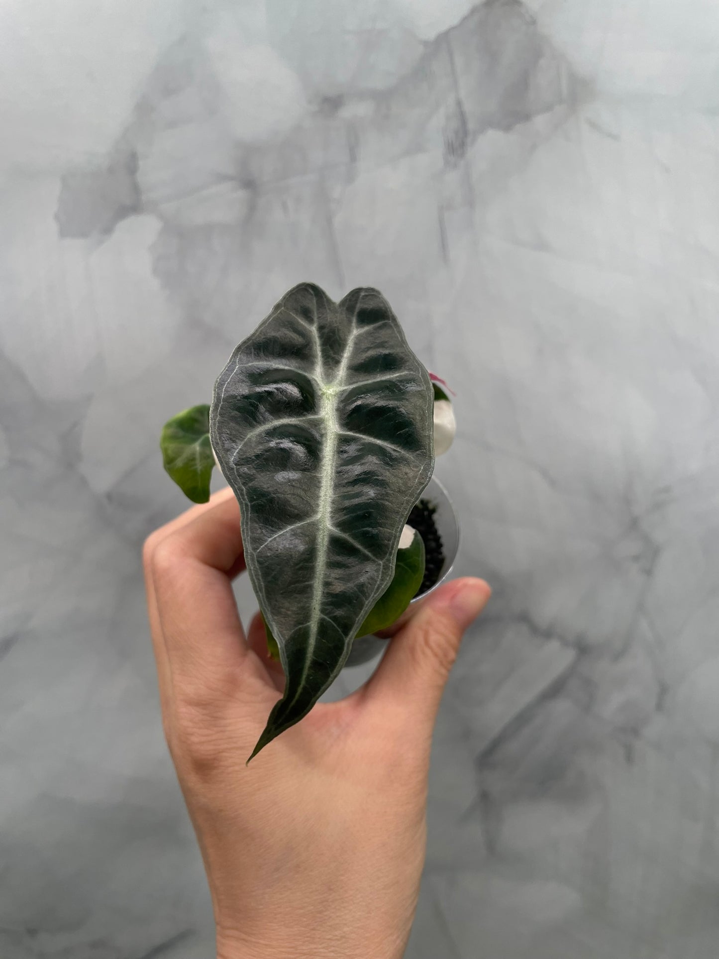 Alocasia Polly Pink Variegated | Stunning Pink Leaves, Well Established