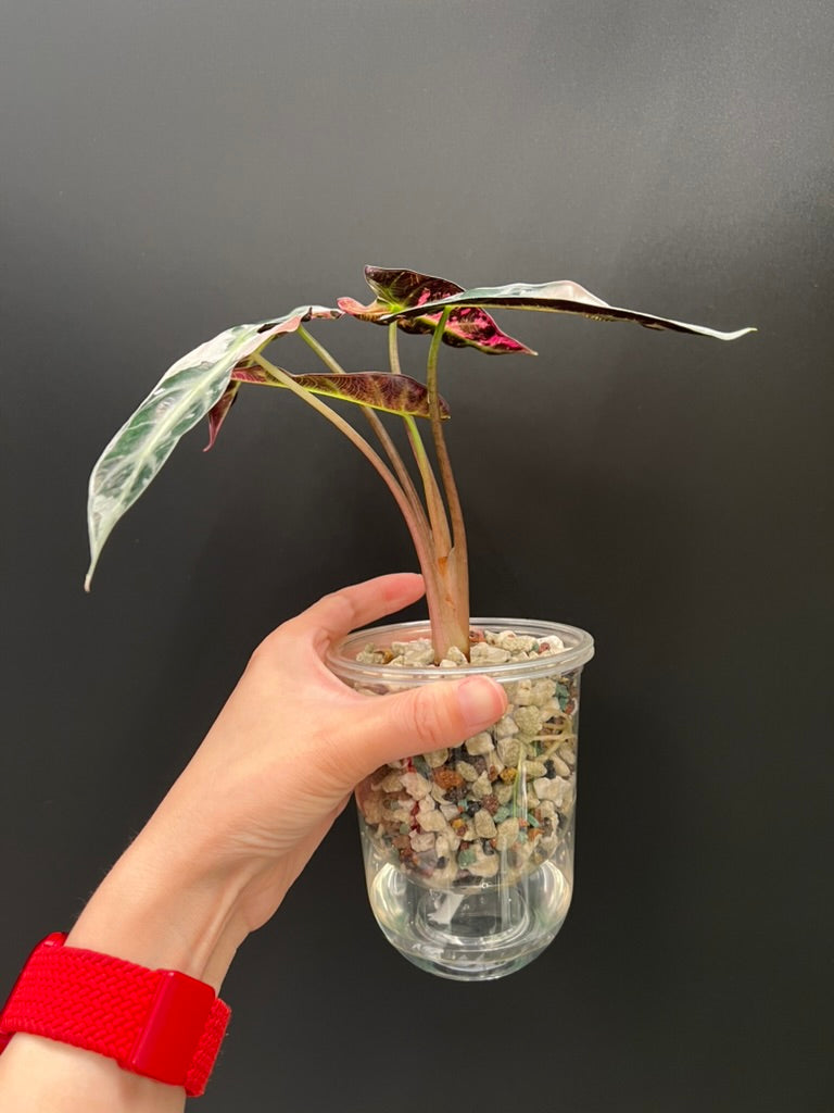 Alocasia Bambino Pink