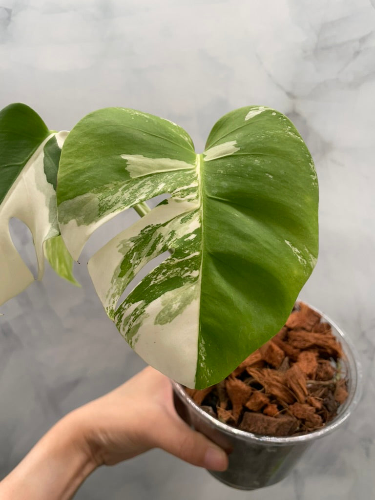 Monstera Albo, High Variegated Plant