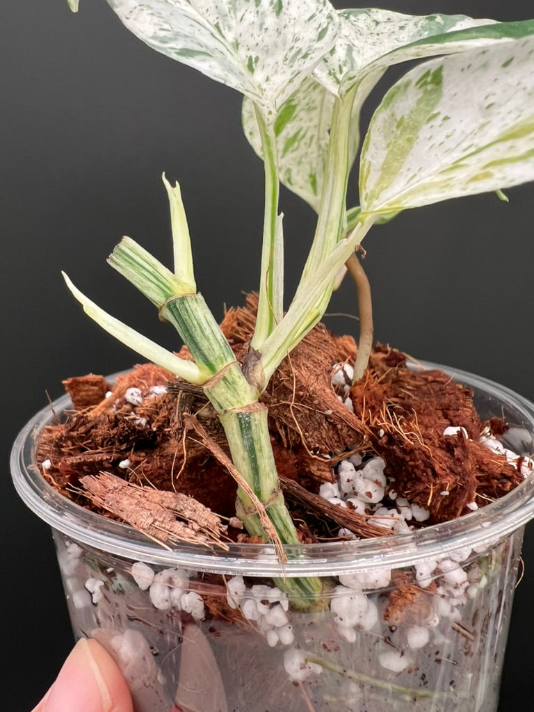 pipremnum Pinnatum Marble, Multiple Grow Points