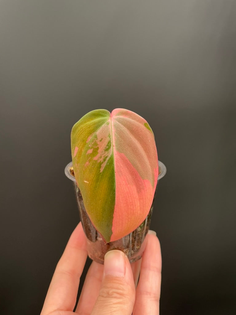 Variegated Aurea/Pink Philodendron Micans