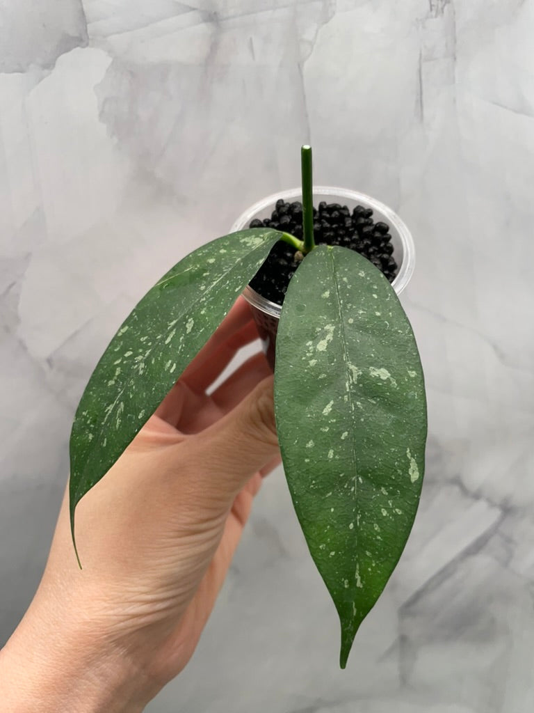 Hoya Campanulata Splash Unrooted Cutting