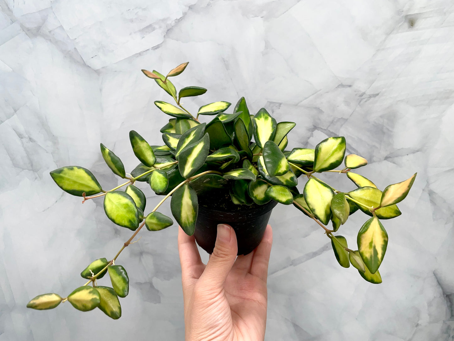 Hoya DS70 Variegated in 3" Pot