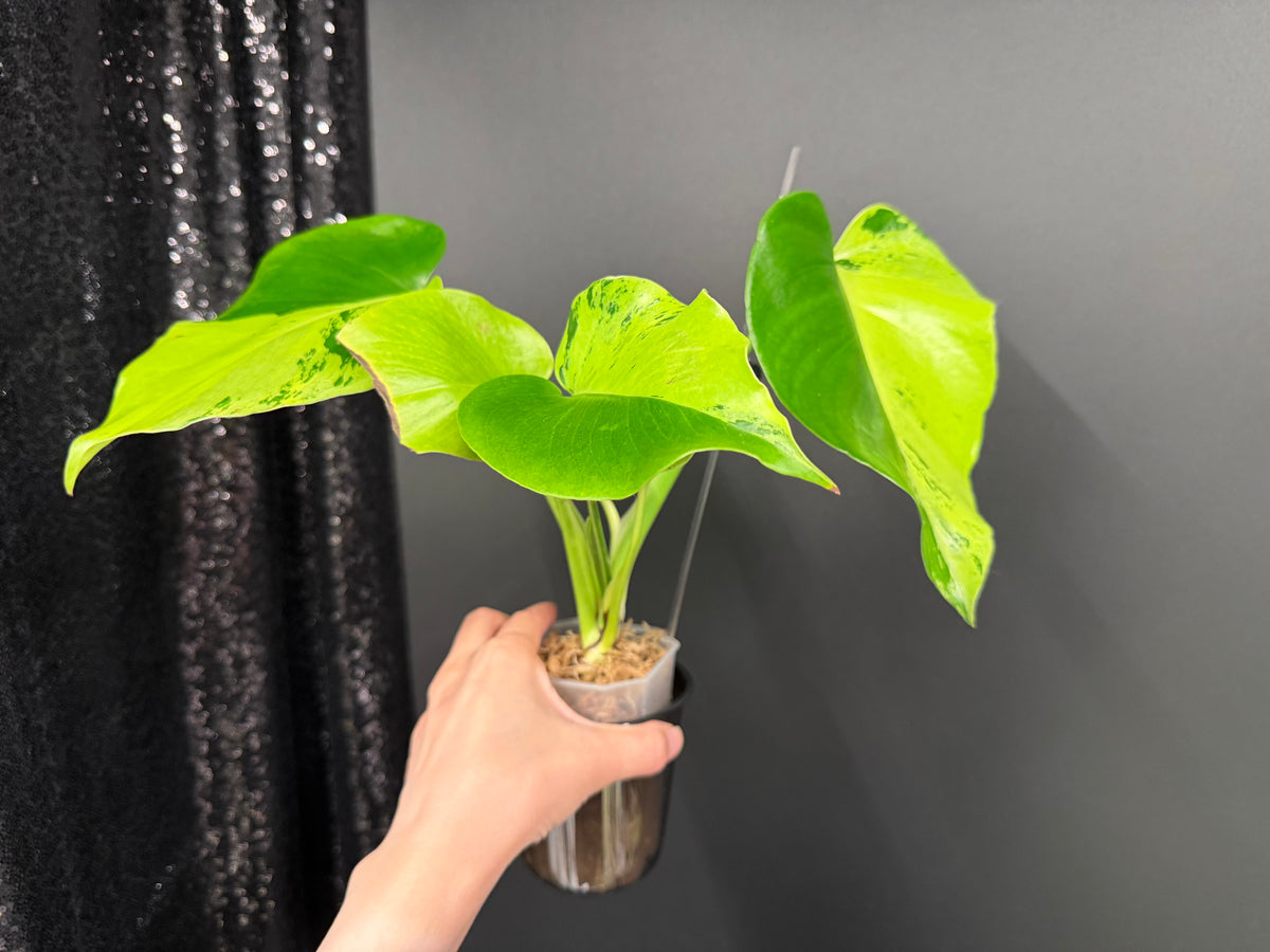 Monstera Light Lime