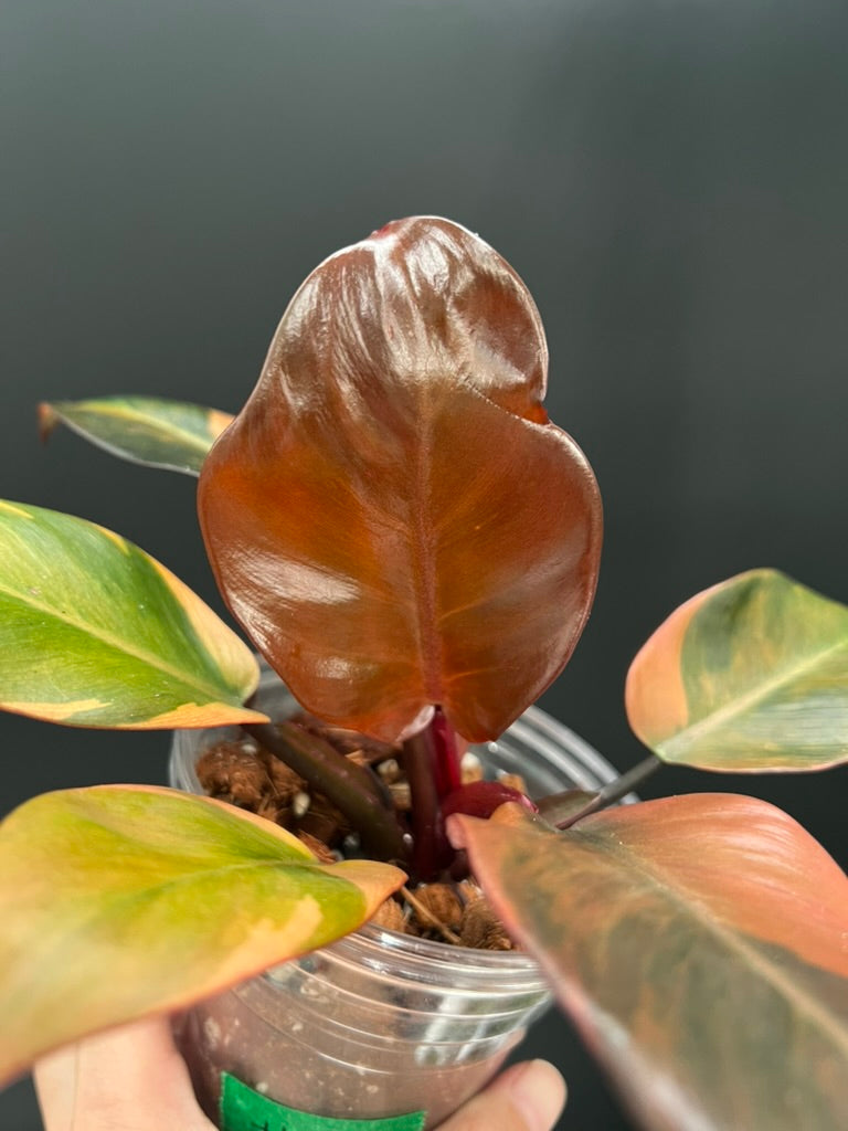 Philodendron Black Cardinal Variegated