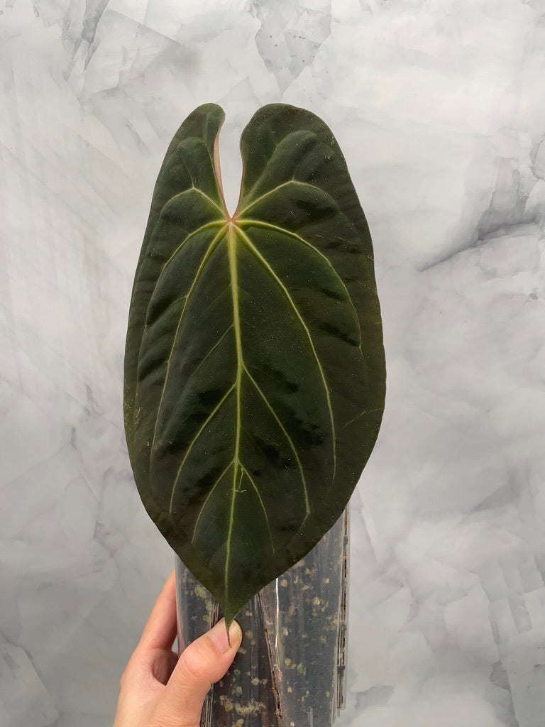 Anthurium Papillilaminum x Besseae aff Hybrid, Very Large Leaf, Exact Plant