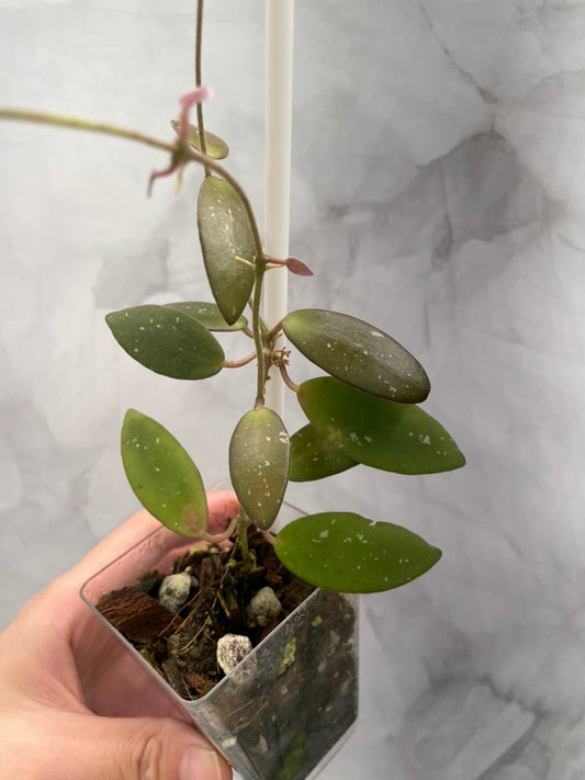 Hoya Sigilatis Alas River Well Rooted Plant