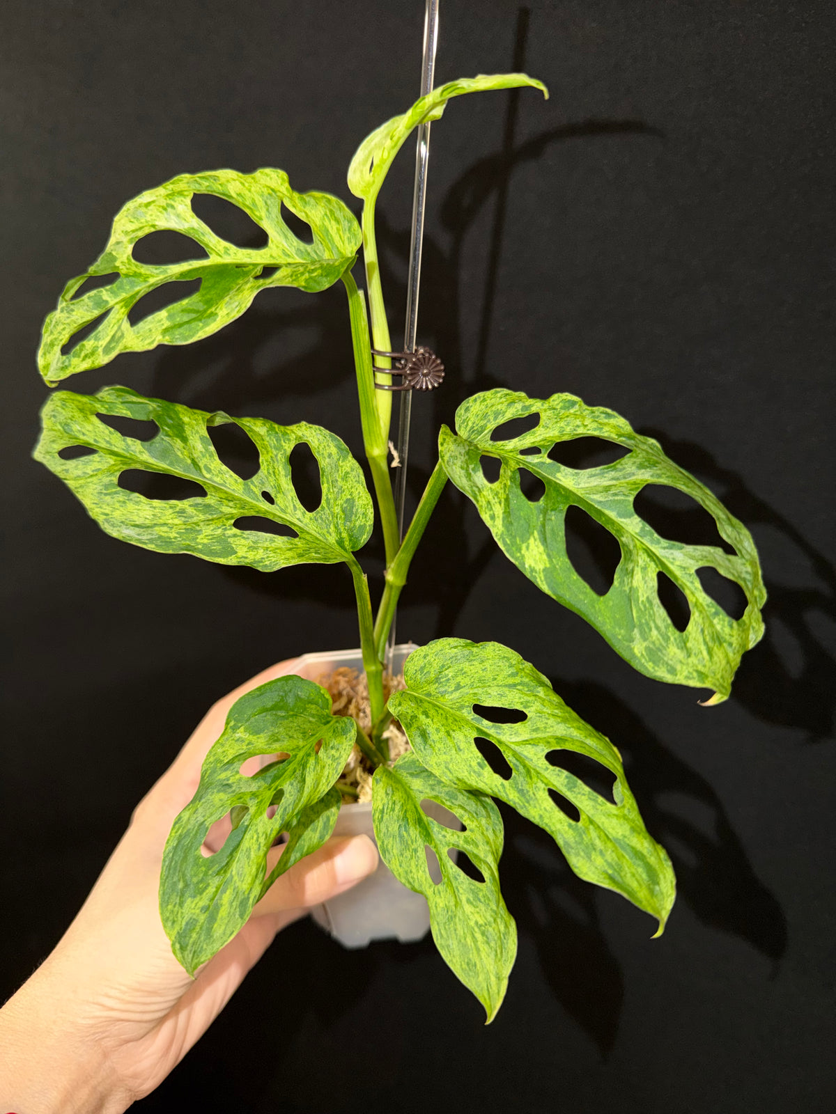 Monstera Adansonii Laniata Mottled