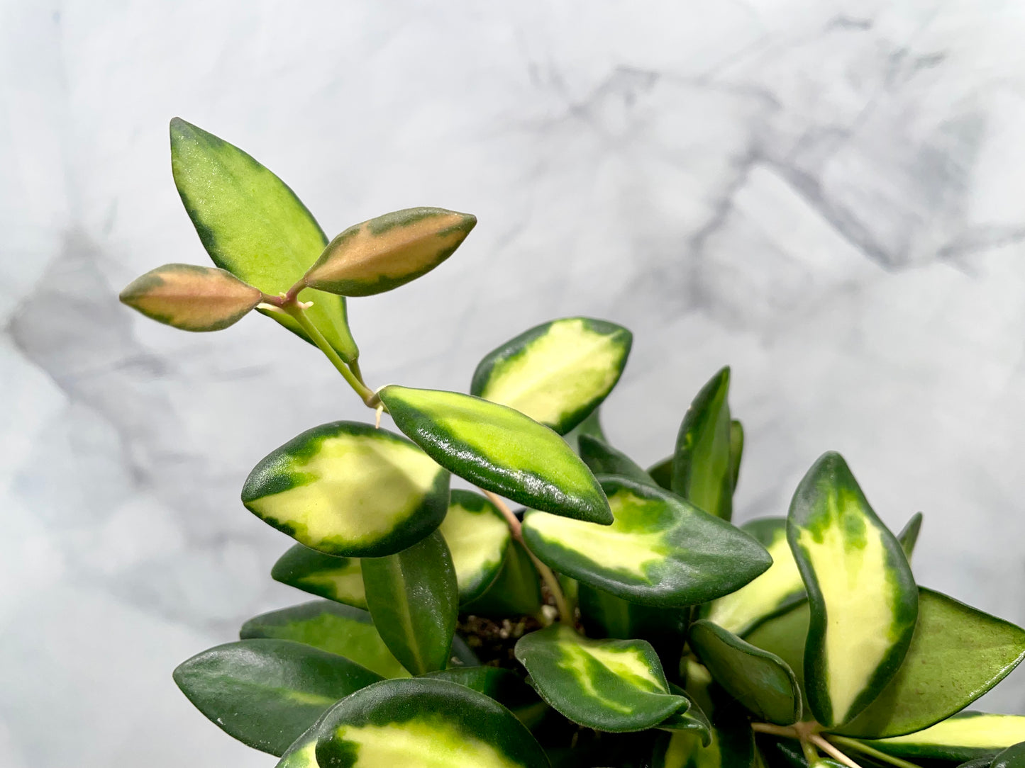 Hoya DS70 Variegated in 3" Pot