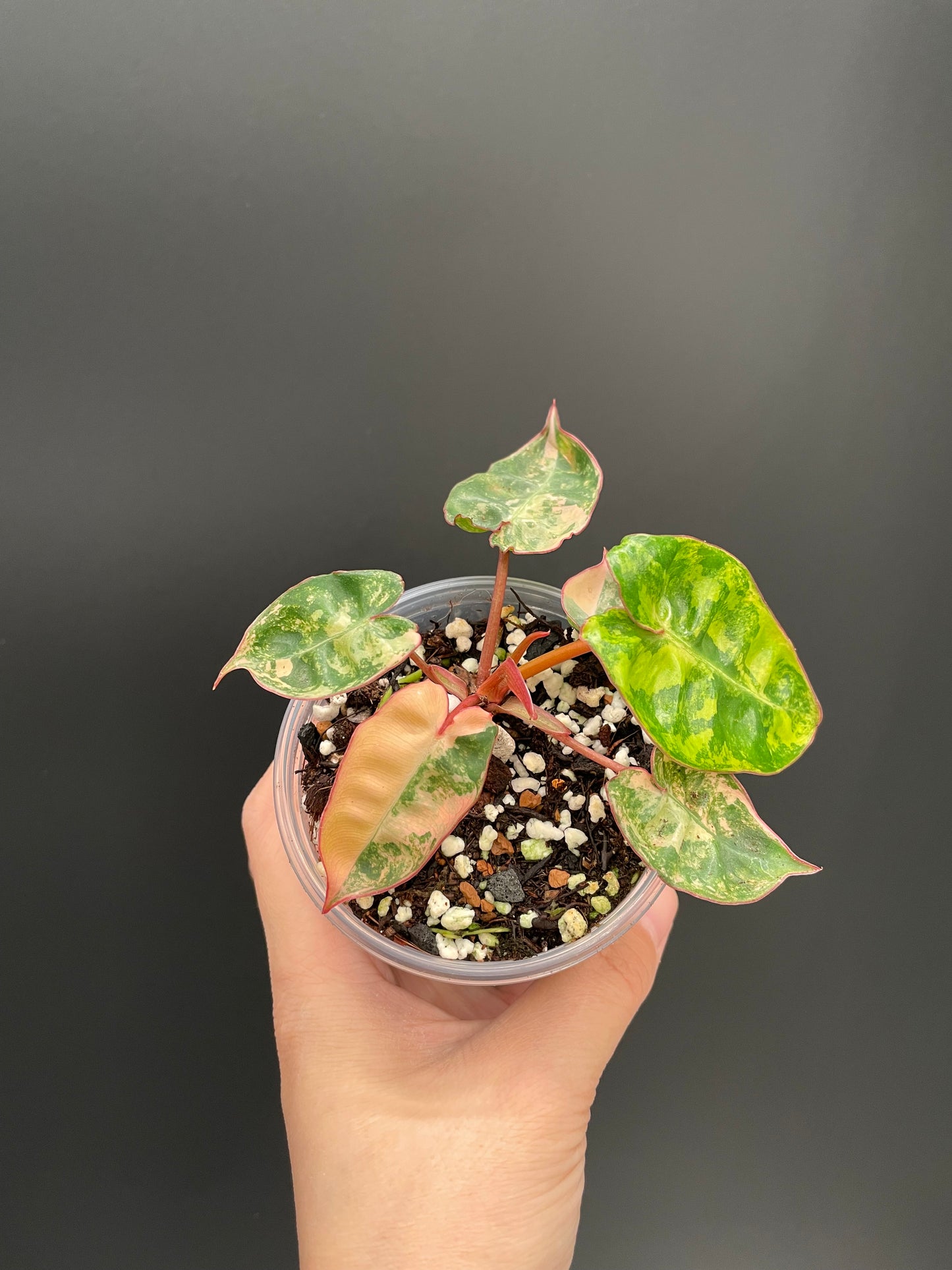 Philodendron billietiae variegated, Exact Plant 3" Pot