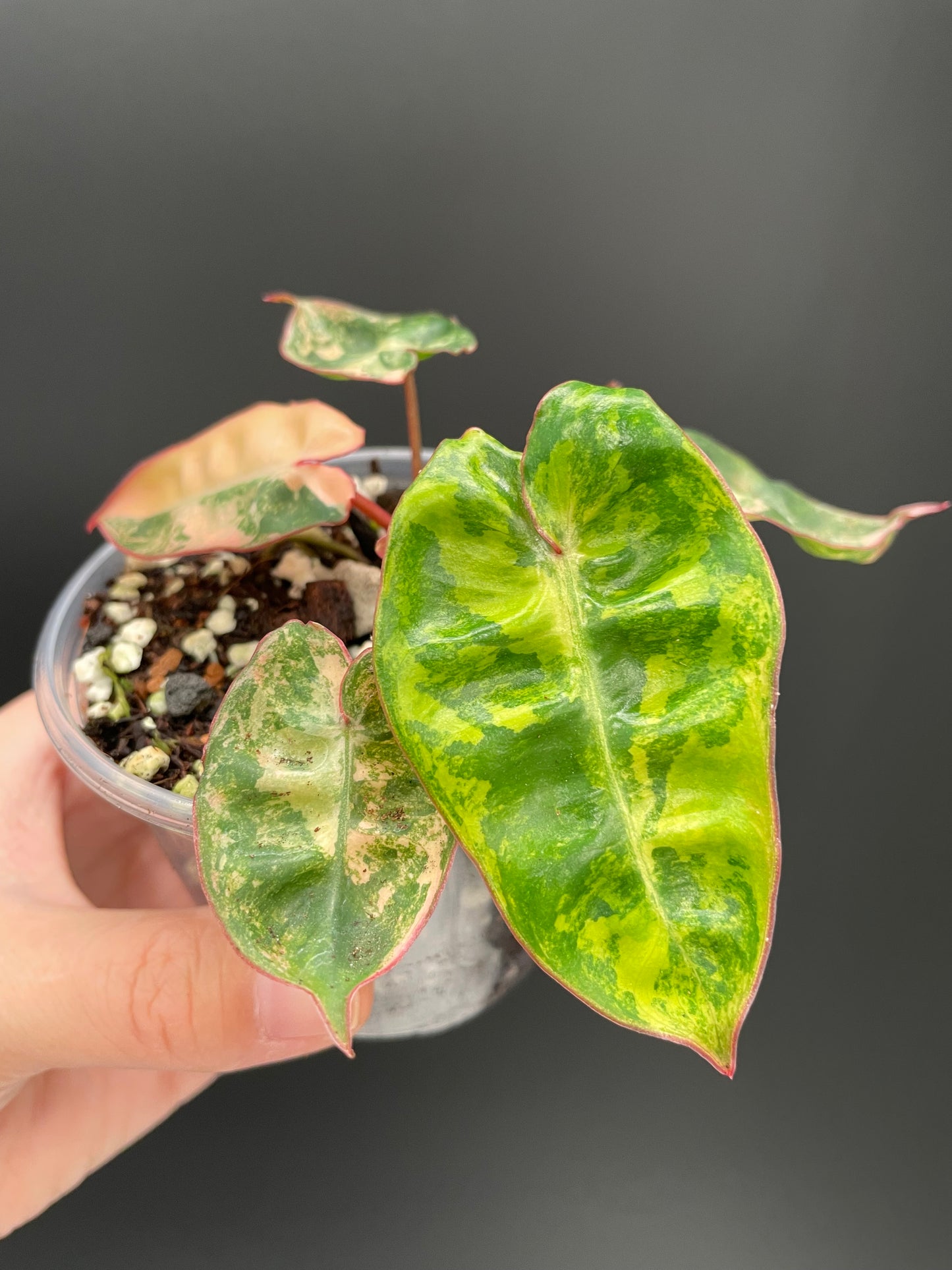 Philodendron billietiae variegated, Exact Plant 3" Pot