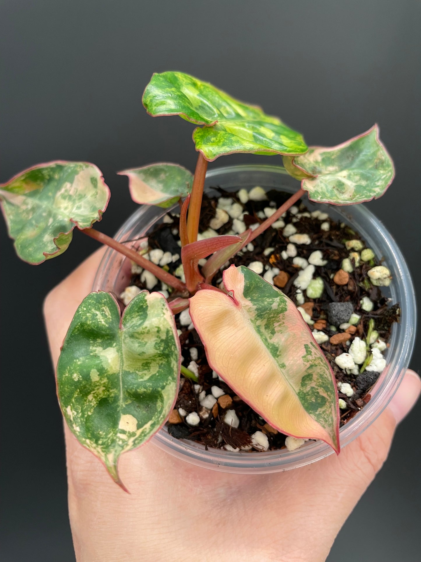 Philodendron billietiae variegated, Exact Plant 3" Pot