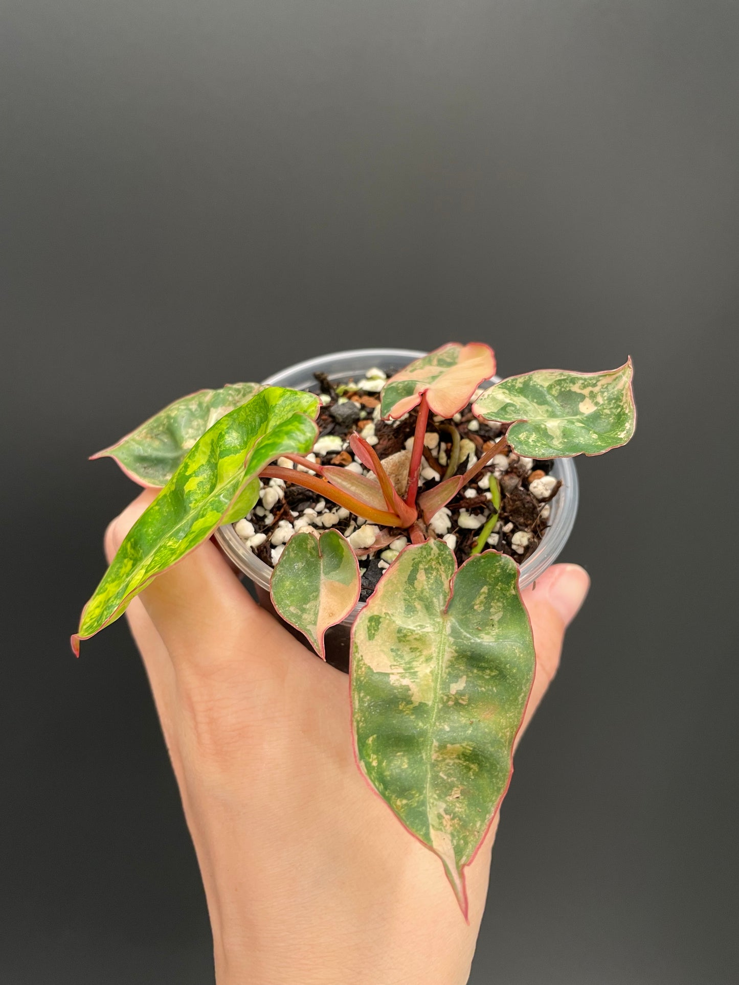Philodendron billietiae variegated, Exact Plant 3" Pot