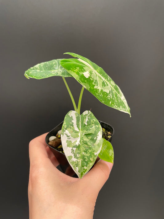 Alocasia Frydek Variegated in 2.6" Pot Exact Plant