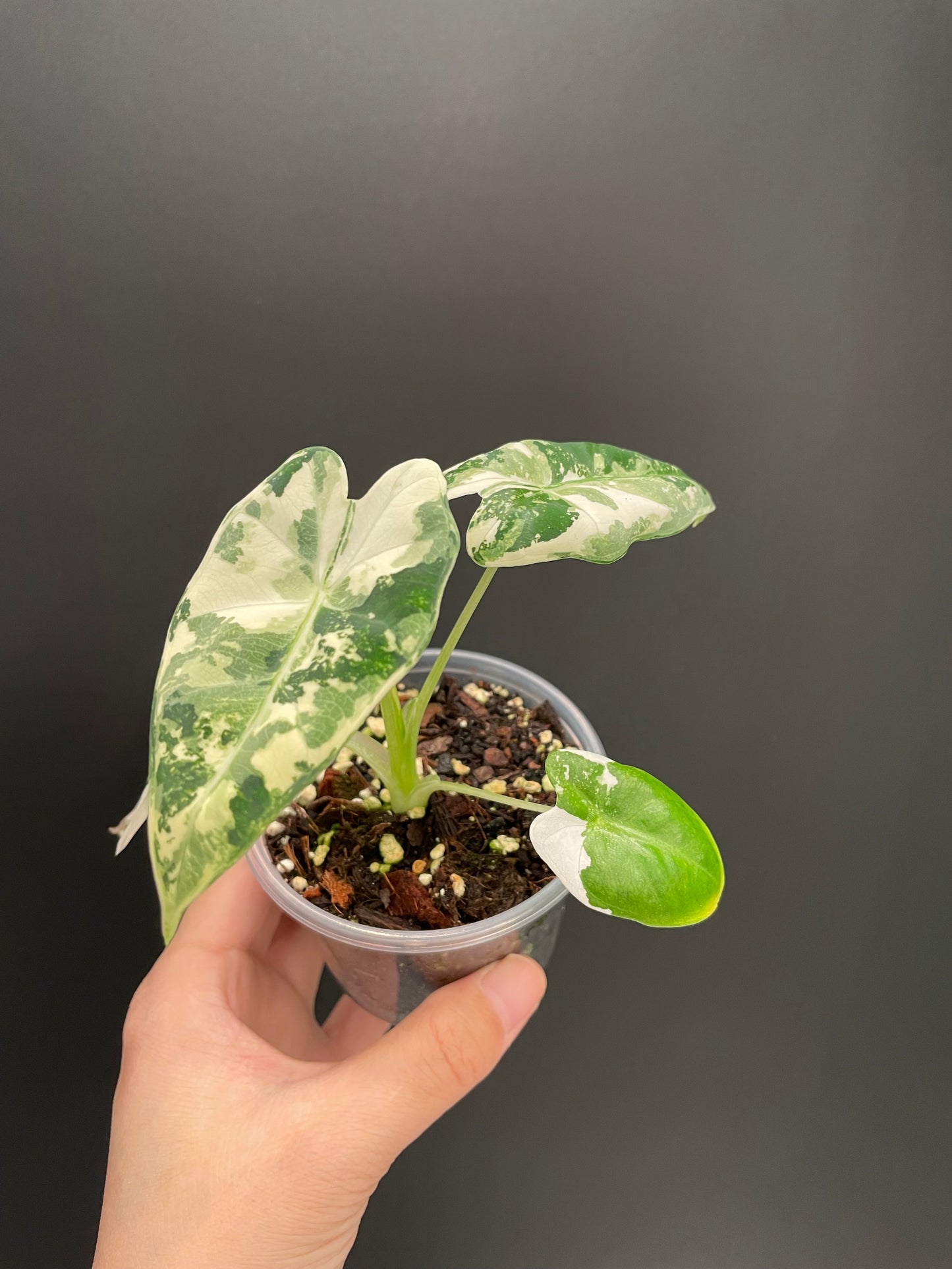 Alocasia Frydek Variegated in 3" Pot Exact Plant