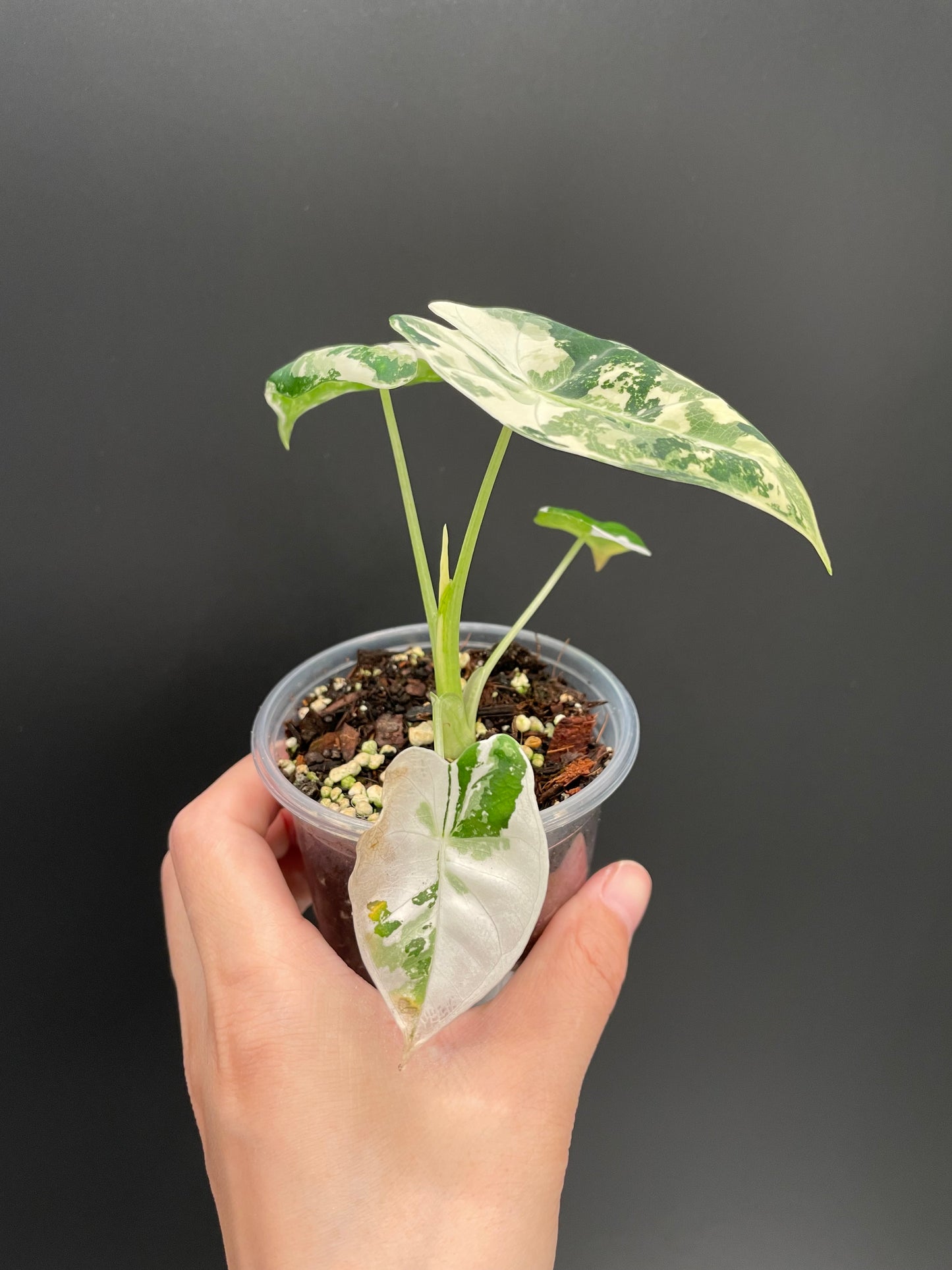 Alocasia Frydek Variegated in 3" Pot Exact Plant