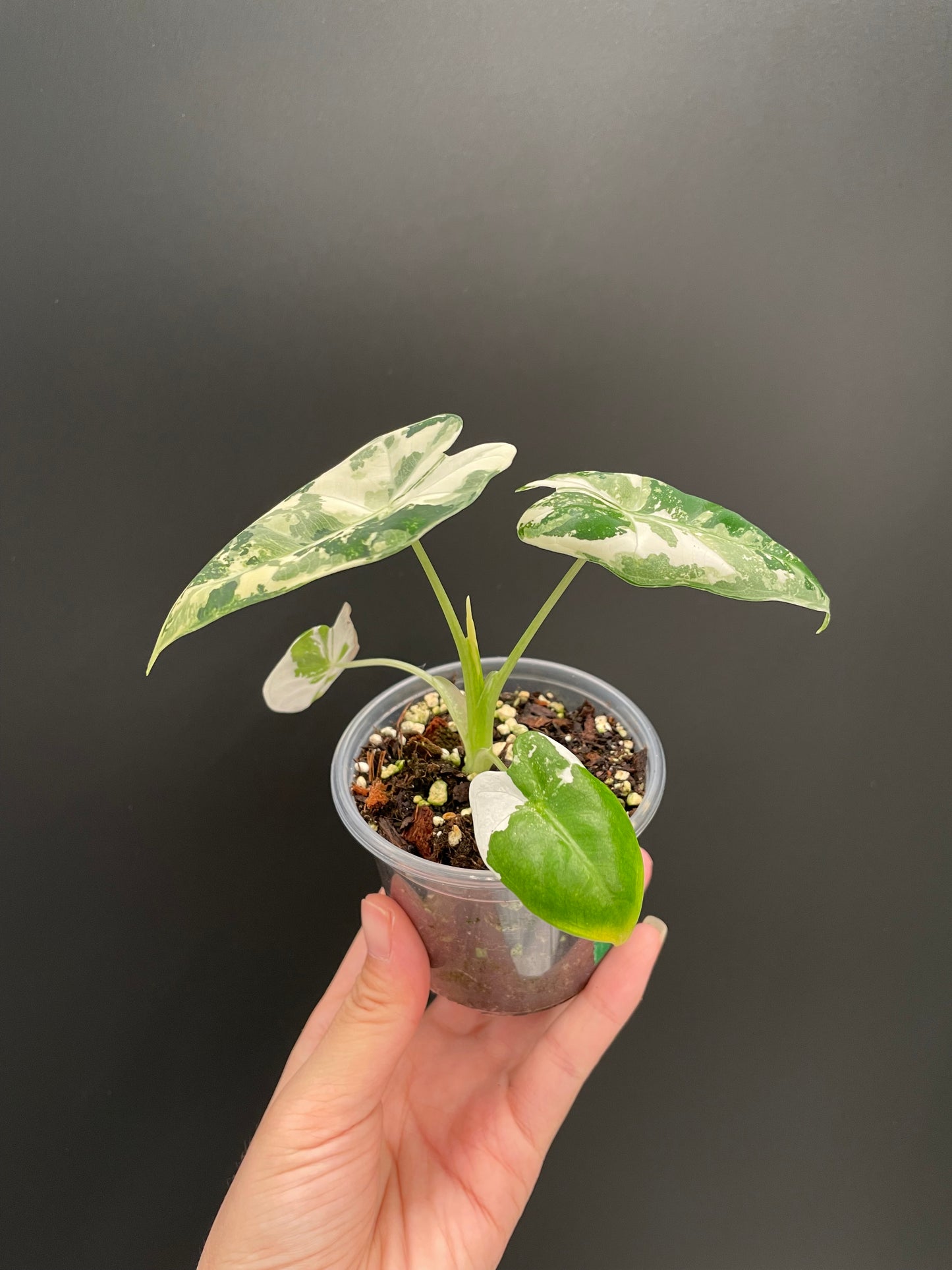 Alocasia Frydek Variegated in 3" Pot Exact Plant