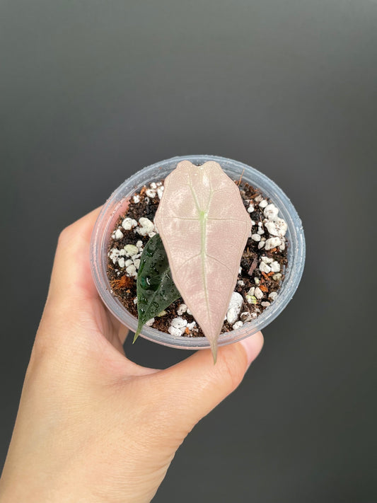 Alocasia Polly Pink Variegated | Stunning Pink Leaves
