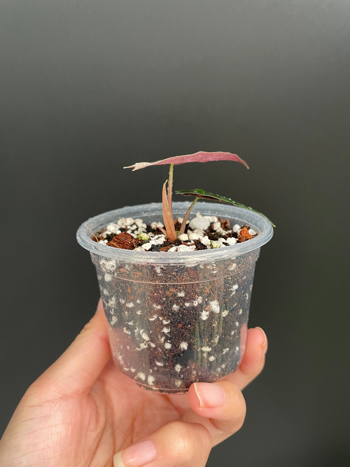 Alocasia Polly Pink Variegated | Stunning Pink Leaves