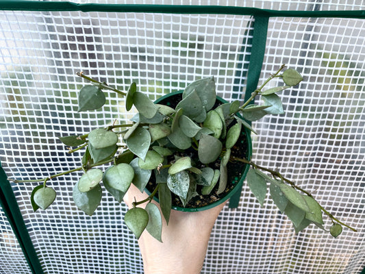Hoya Krohniana Super Silver, 4” Pot
