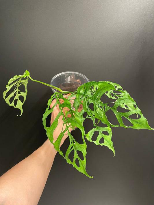 Monstera Obliqua Peru, Exact Large Plant, Fresh Import