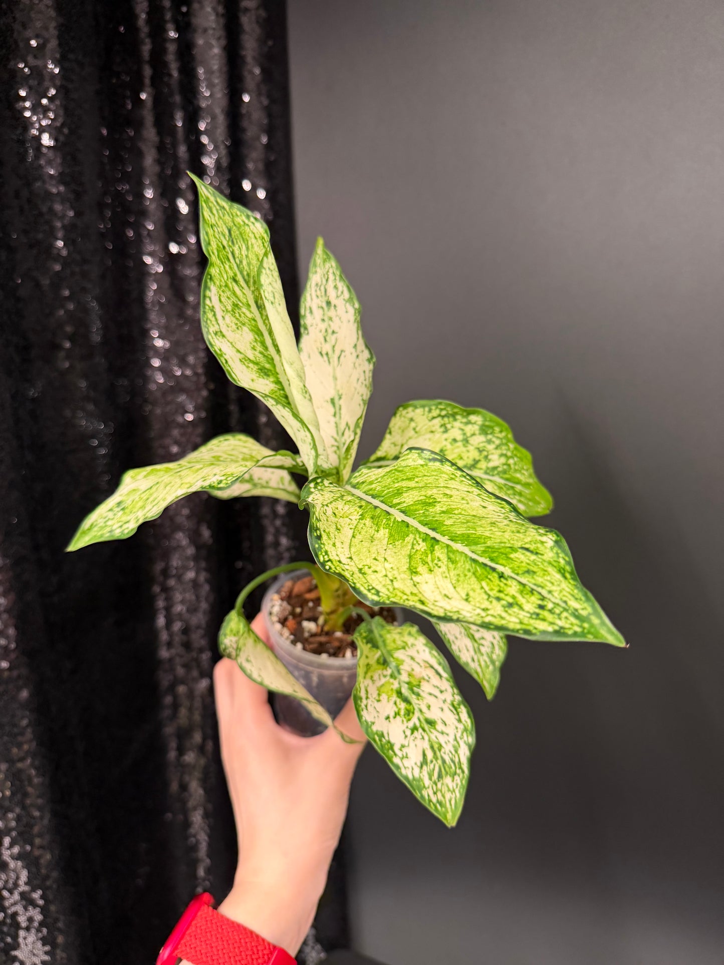 Aglaonema Siam Paragon, Two Plants in One Pot