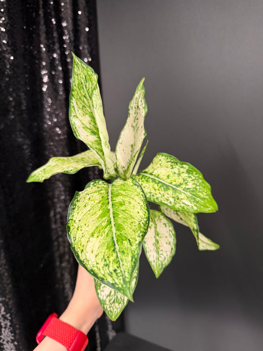 Aglaonema Siam Paragon, Two Plants in One Pot