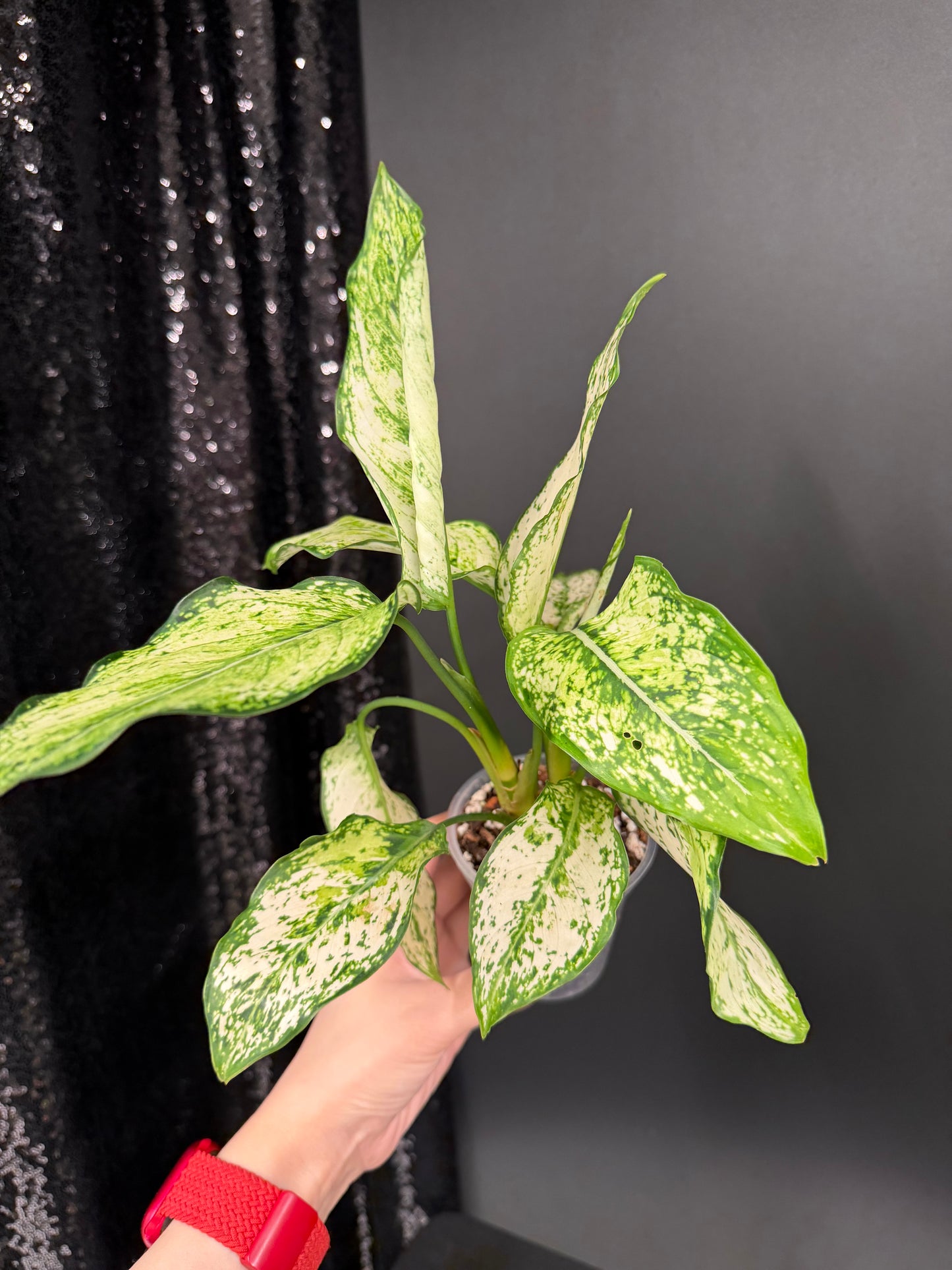 Aglaonema Siam Paragon, Two Plants in One Pot