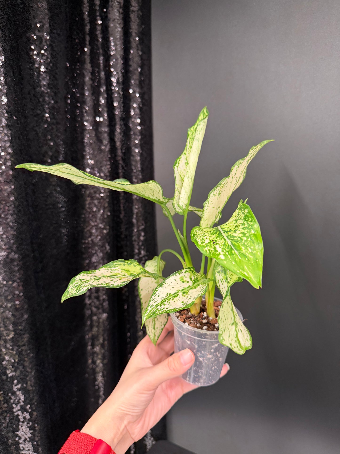 Aglaonema Siam Paragon, Two Plants in One Pot