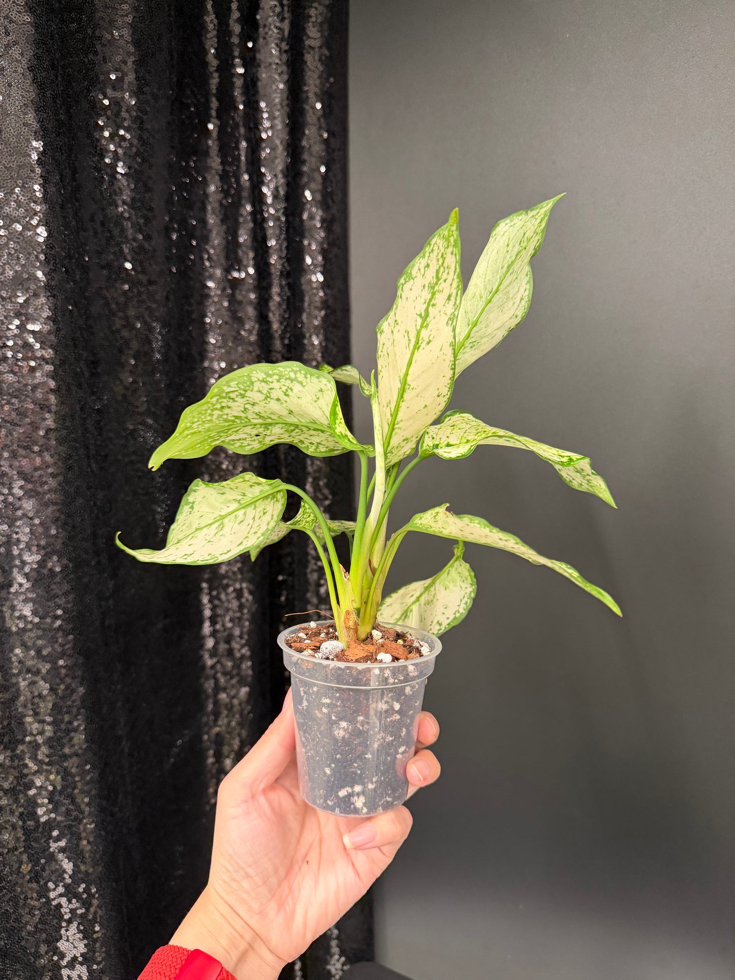 Aglaonema Siam Paragon, Two Plants in One Pot