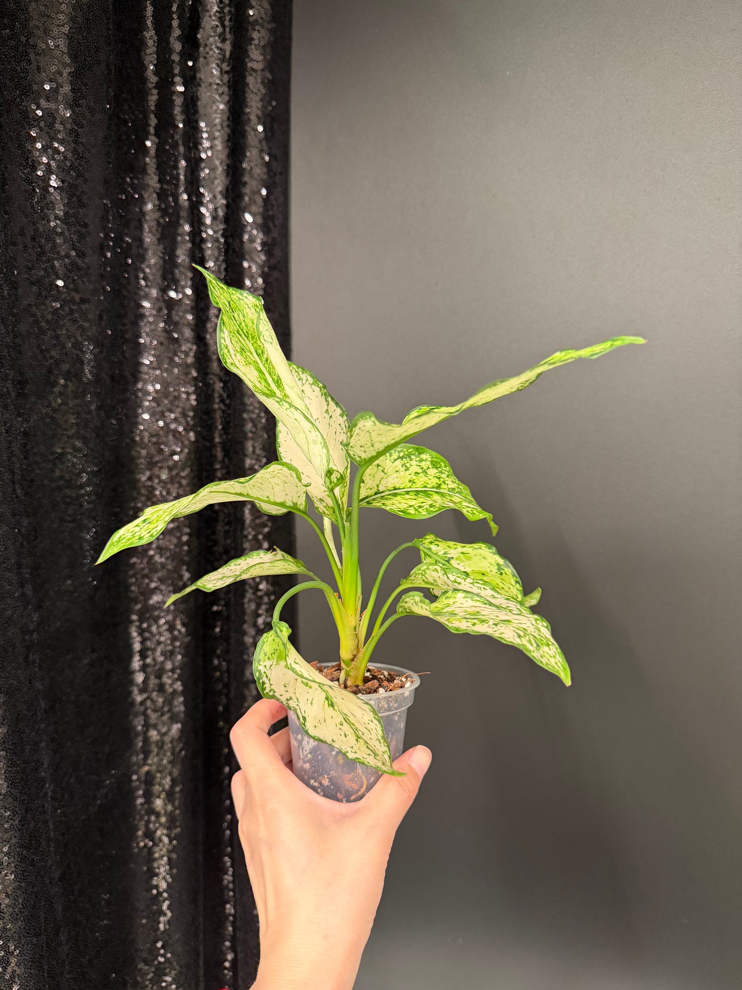 Aglaonema Siam Paragon, Two Plants in One Pot