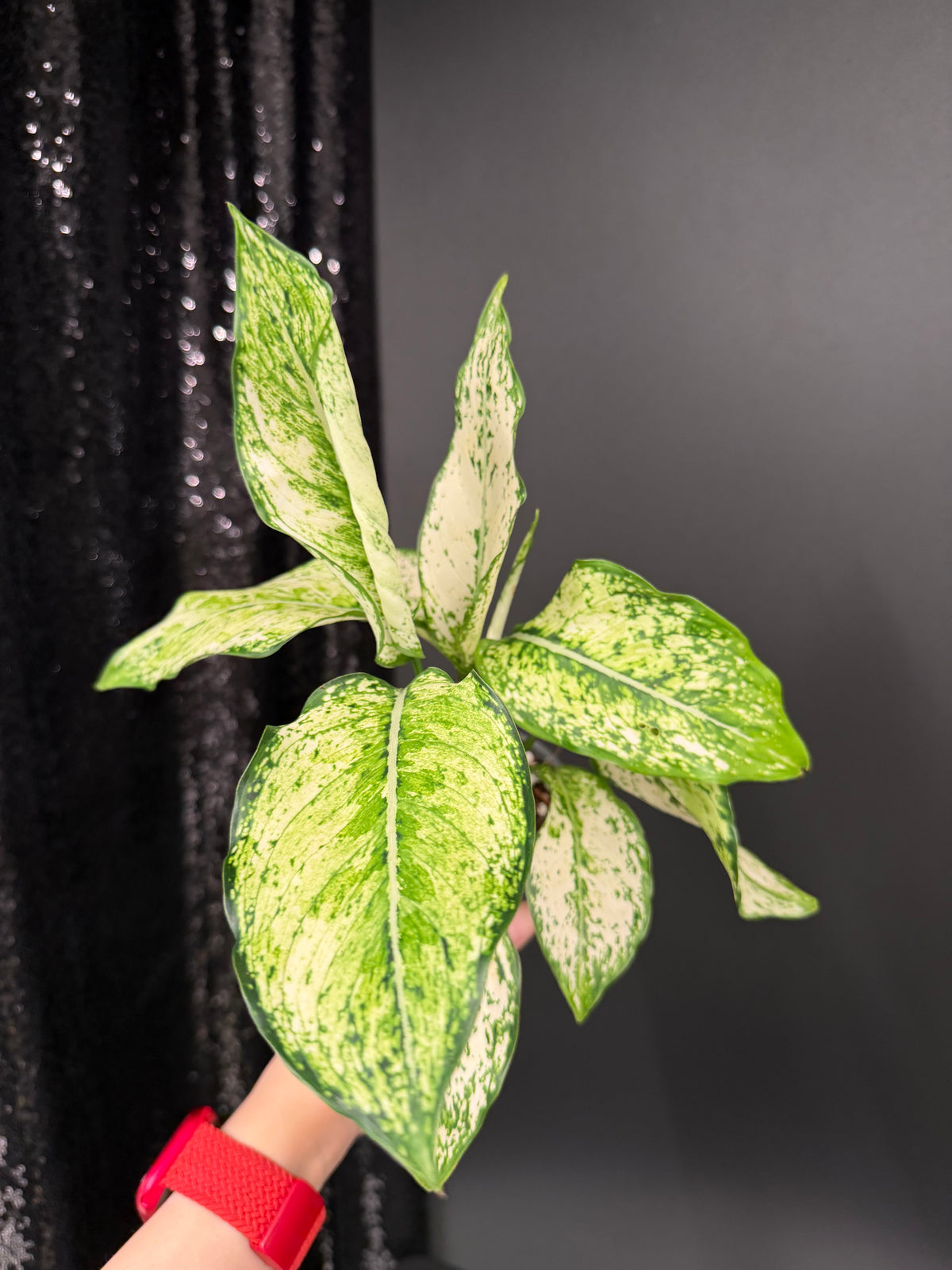 Aglaonema Siam Paragon, Two Plants in One Pot