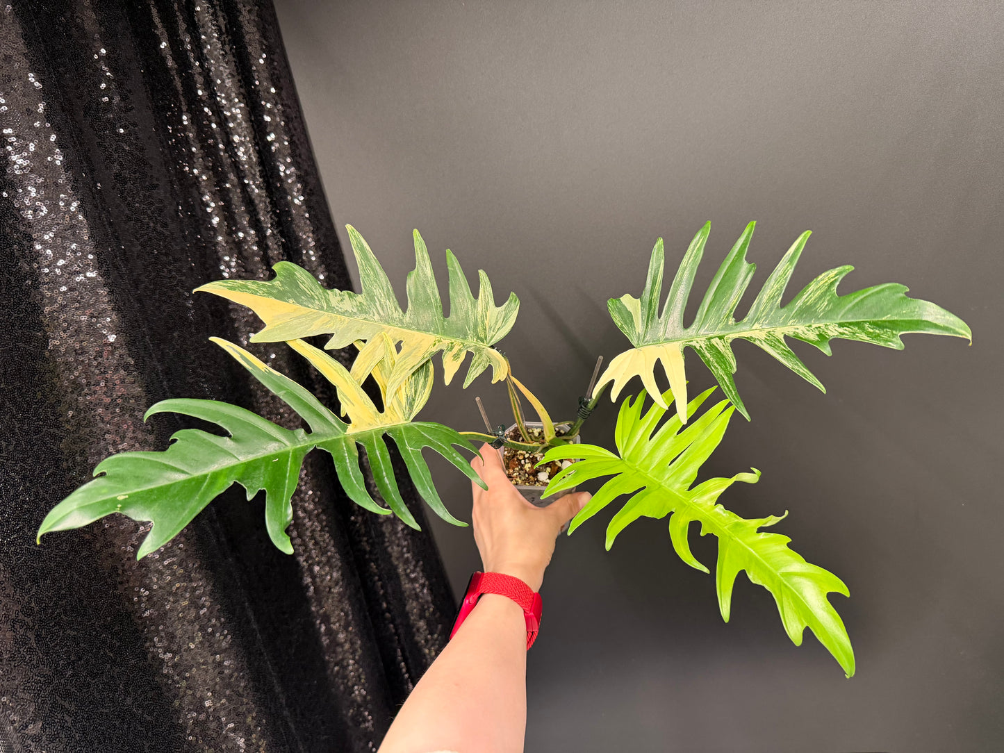 Philodendron Florida Beauty x Tortum Variegated
